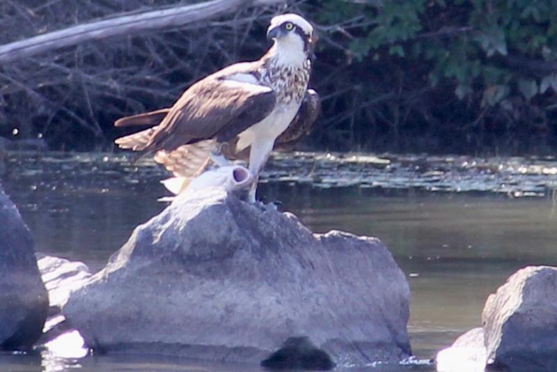 We watched this osprey snatch a big fish out of the river. He tried to sit in two or three dead trees but the fish was too big. Then he settled on this rock for his meal. The fish was feeling a lot more stressed than the osprey. Ronnie at the marina said he thought the fish was a sheephead - judging by its lips. DENNIS FORNEY PHOTOS